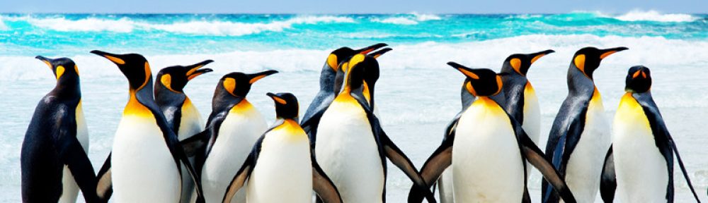 Penguins Class Blog 